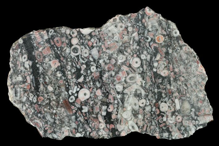 Fossil Crinoidal Limestone Slab #150524